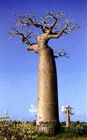 fotka stromu Baobab